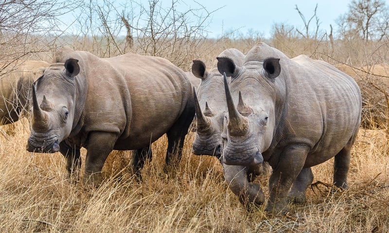 Keep your binoculars ready in Hlane Royal National Park for white rhinos and more.