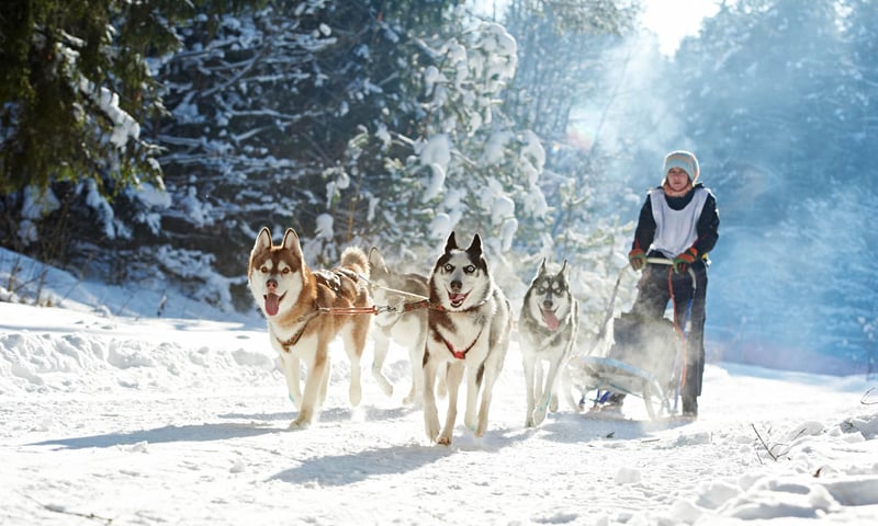 Enjoy a husky safari with the musher in Rovaniemi, Finland.