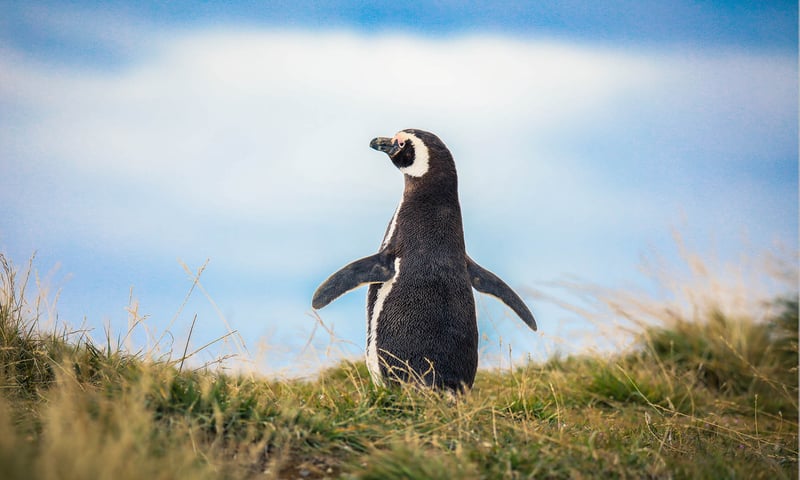 Cross the Straight of Magellan, a 570-kilometre channel separating the Atlantic and Pacific oceans.