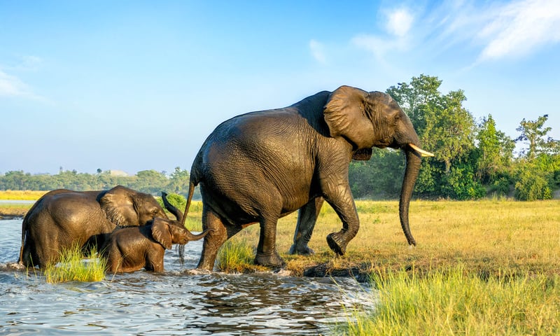 Search for elephants while on safari in Chobe National Park.