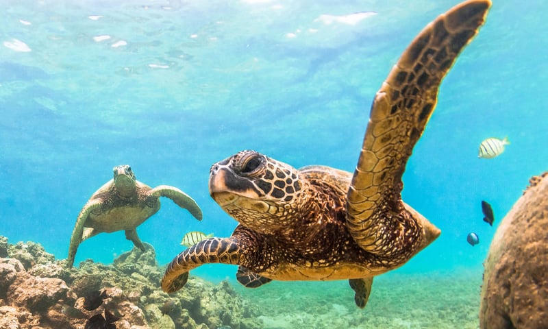 Hawaii is known for its amazing wildlife.