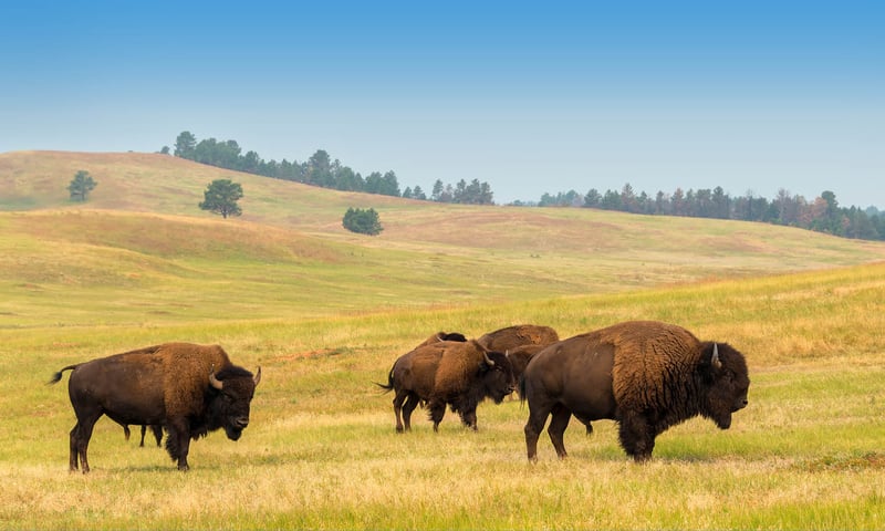 Seek herds of wild bisons while travelling through Grant Teton NP, Wyoming.