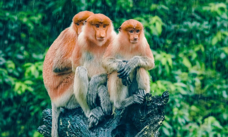 Search for proboscis monkeys while adventuring in Borneo.