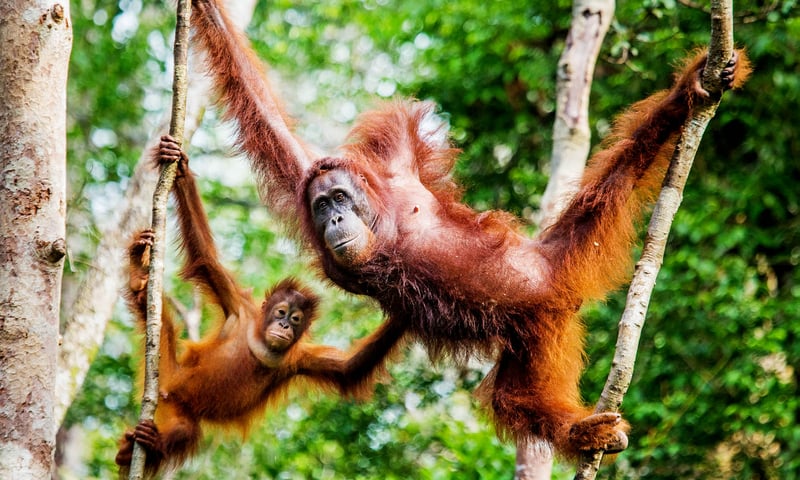 Experience wild orangutans in Borneo.