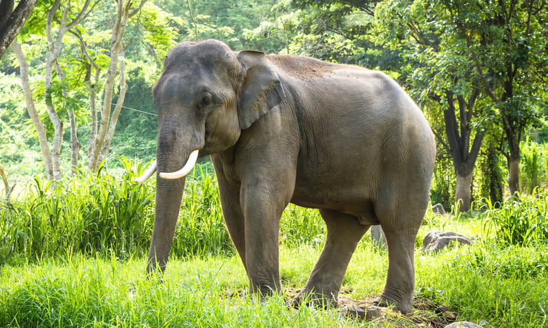 The Phuket Elephant Sanctuary offers an inspiring experience observing rescued elephants.