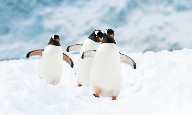 Get your camera ready to go in search of seals, whales, albatross, waddling penguins and more.