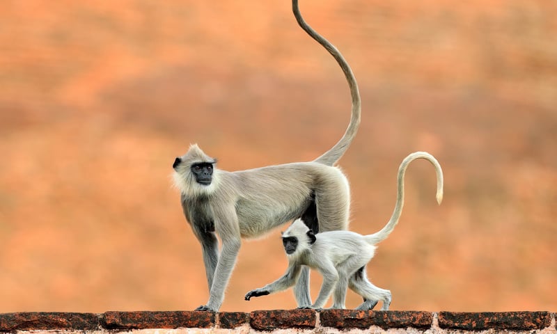 Keep an eye out for wild Langur monkeys during your Sri Lanka tour.