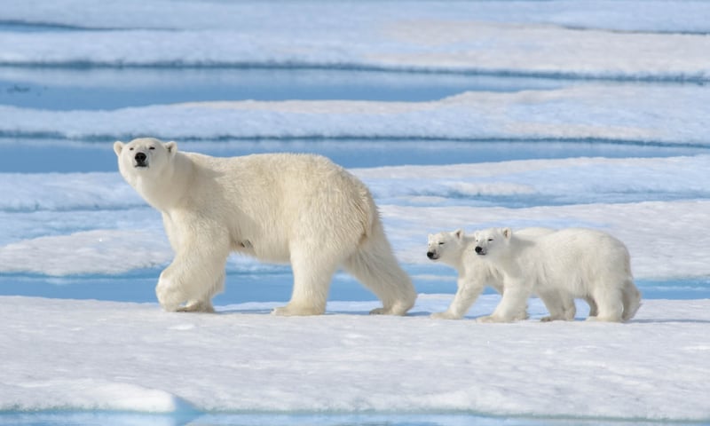 The Canadian Arctic offers incredible natural wildlife and beauty.