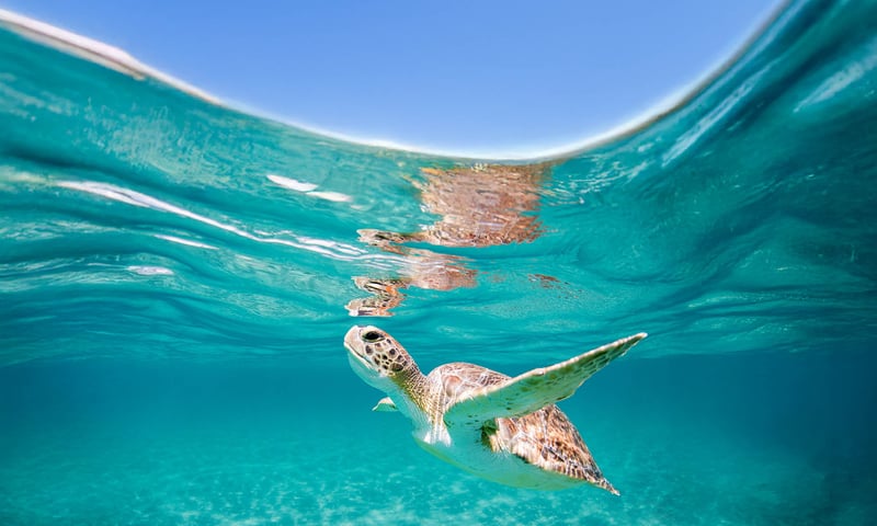 Look for turtles and other marine life in the clear turquoise waters of the Caribbean.
