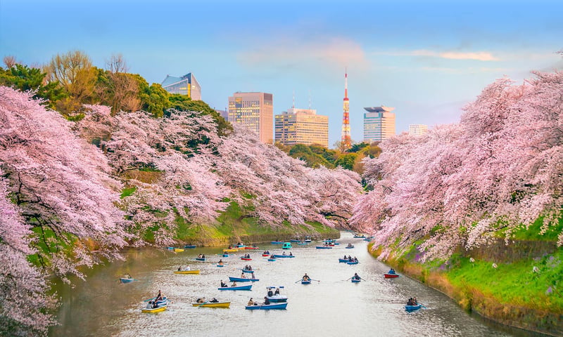 Enjoy Cherry Blossom Season in Tokyo and other destinations in  Japan.