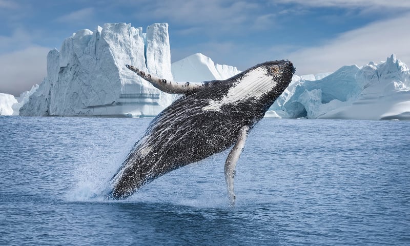 Seals and whales are a common sight in these icy waters.