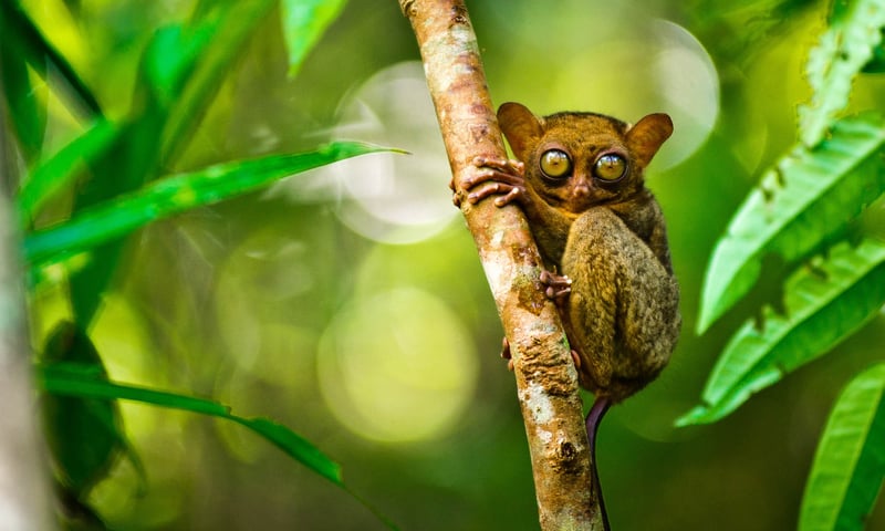 The famous Philippine Tarsier is unique to the Philippine archipelago.