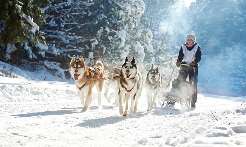 Rovaniemi, the capital of Finnish Lapland, is a vibrant Arctic city.