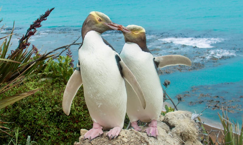 Look out for yellow-eyed penguins,  one of the rarest penguin species in the world.