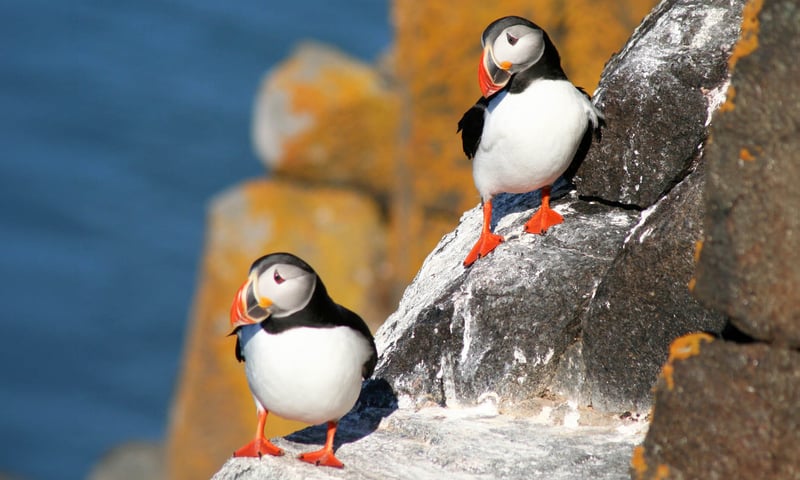 Atlantic puffins are often called 'sea parrots' because of their colourful beaks.