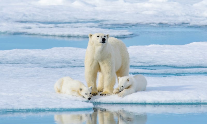 Seek wildlife along the Norwegian coast to wild Svalbard.