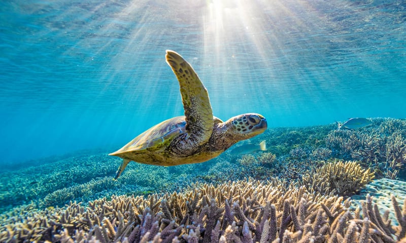 Stop by vibrant Townsville to explore Queensland's Great Barrier Reef.