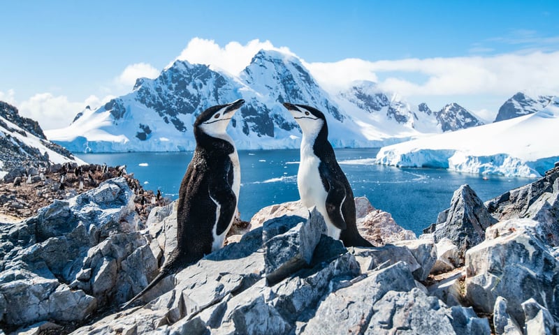 Seek chinstrap penguins having a chin wag in Antarctica.