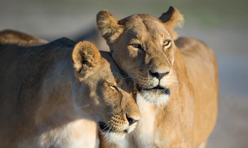 Discover untamed Botswana and Zambia on this 16-day travel experience.
