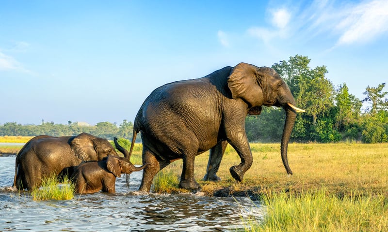 Africa’s highest concentration of elephants is located in Chobe National Park.
