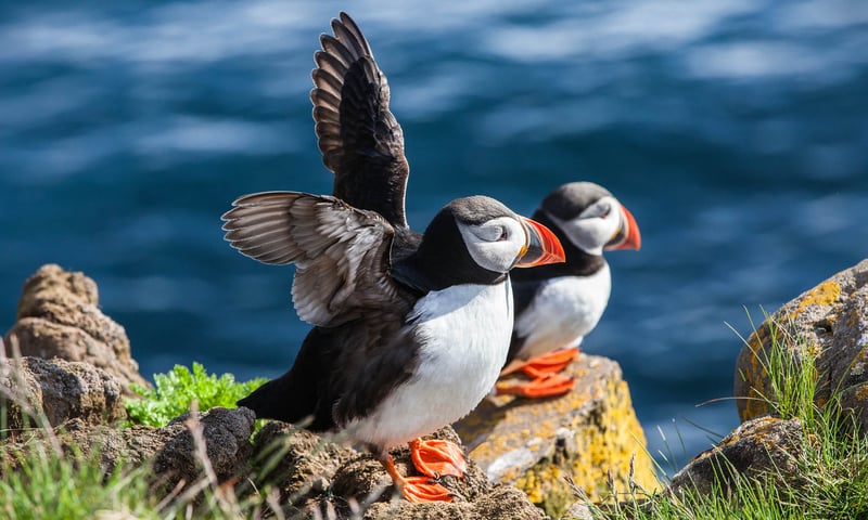Explore volcanic landscapes and seek out playful puffin colonies in Heimaey, Iceland (itin 1 & 3).