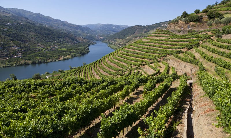 Soak in views of centuries-old, terraced vineyards in the UNESCO-Listed Douro Valley, Portugal.
