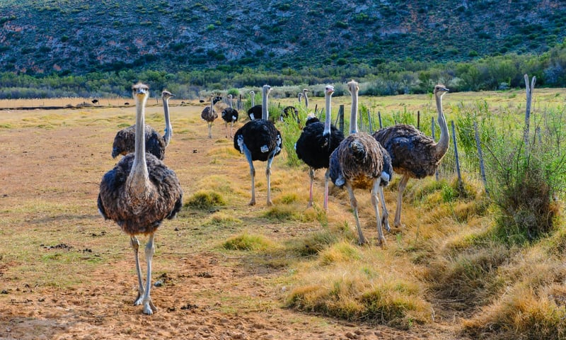 Spot ostriches on a farm in Oudtshoorn, South Africa.