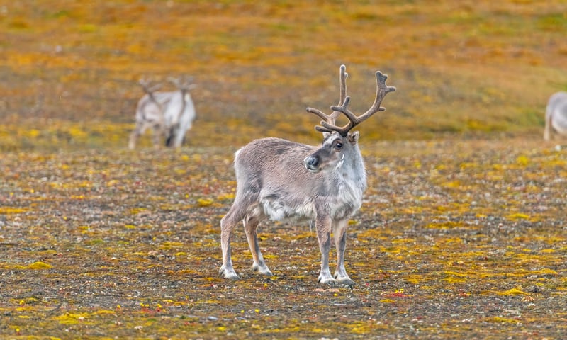Look for Svalbard reindeer near Ny-Alesund, Svalbard, Norway (Itinerary 2).