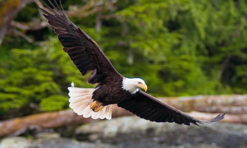 Search the skies for bald eagles near Skagway, Alaska.
