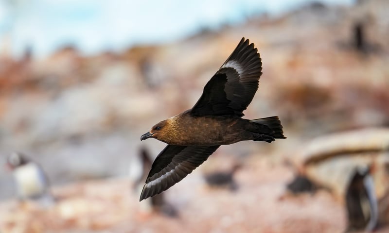 Search the skies for Antarctic skua seabirds near Petermann Island, Antarctica.