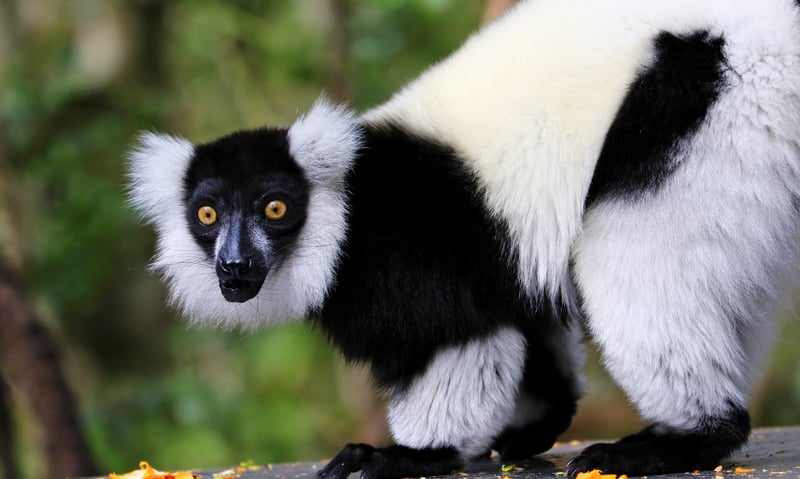 Search for primates at Monkeyland near Plettenberg Bay, South Africa.