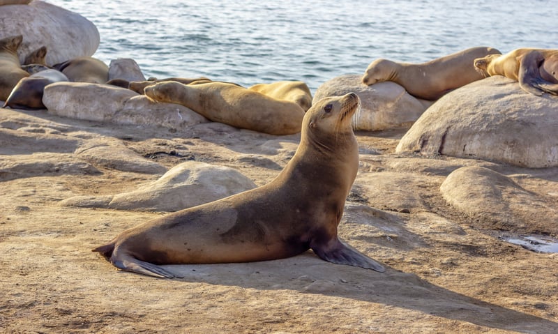 Chance upon fur seals in Fiordland National Park, New Zealand.