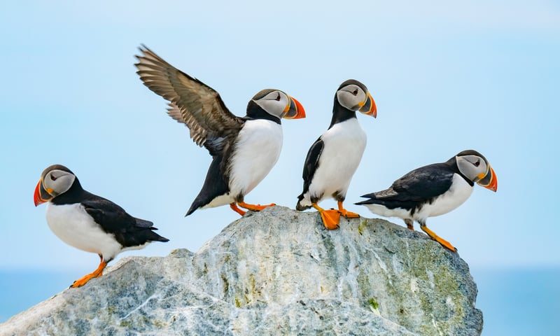 Look out for puffins around Vigur Island, Iceland (Itinerary 2).