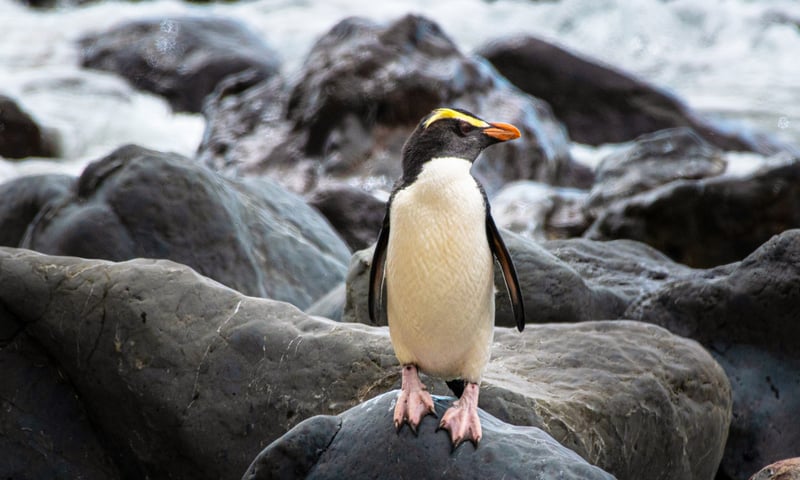 Look out for Fiordland penguins in Fiordland National Park, New Zealand.