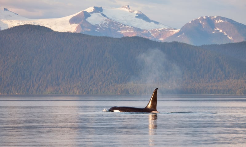 Search for wild orcas in Alaska's pristine waterways.