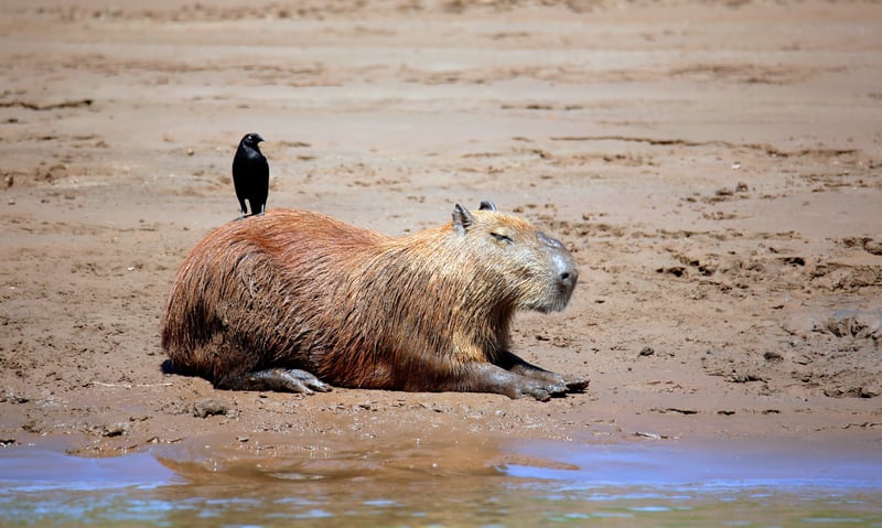 Chance upon exotic animals in the Amazon (Itinerary 2).