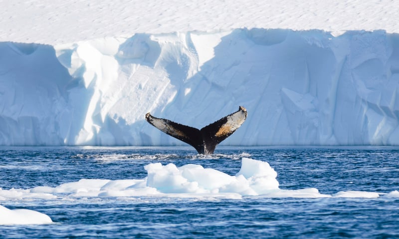 Search the seas for whales near Skjoldungen, Greenland (Itinerary 1).