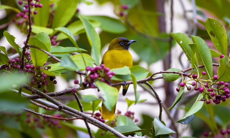 Look for endemic Andaman Bulbul on Neil Island, Andaman Islands.