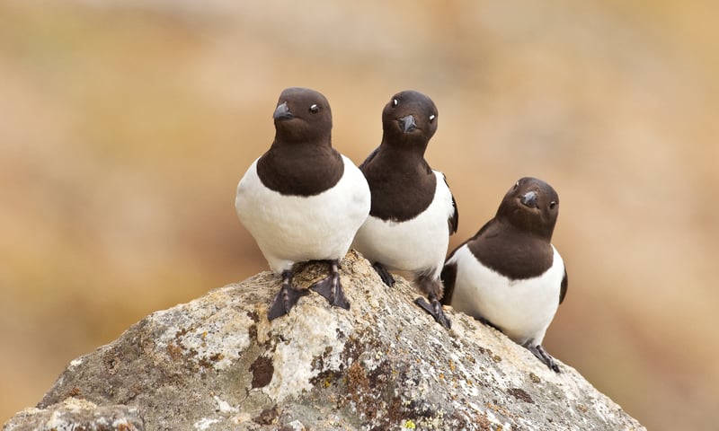 Search for little auks near Jan Mayen Island, Svalbard, Norway (Itinerary 2).
