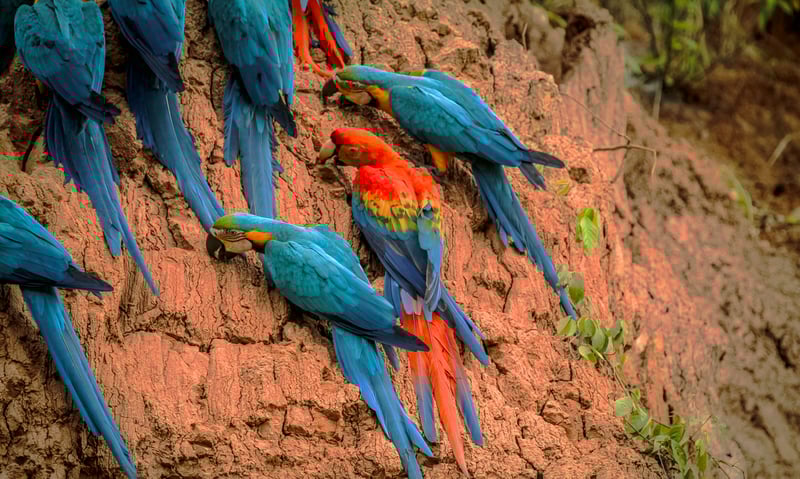 See parrots at the clay lick in the Amazon (Itinerary 2).