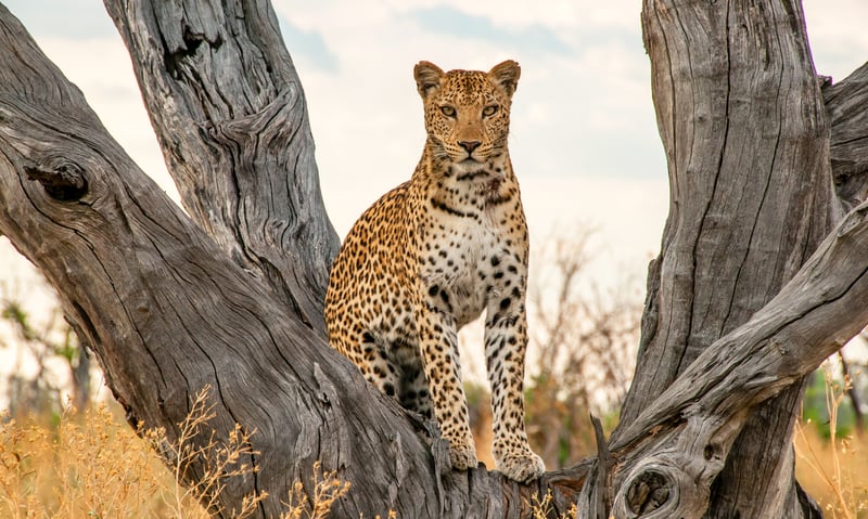 Be alert for leopards in Masai Mara, Kenya.