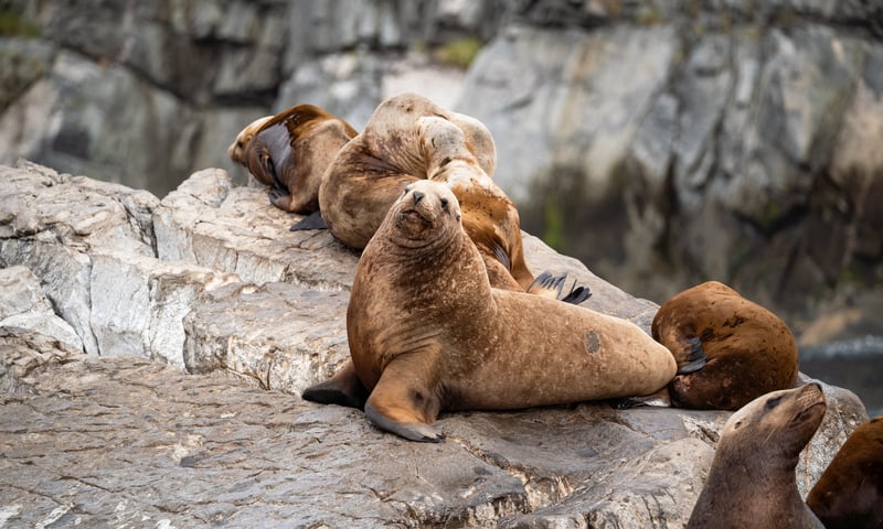 Keep an eye out for Steller sea lions near Tracy Arm Inlet, Alaska.