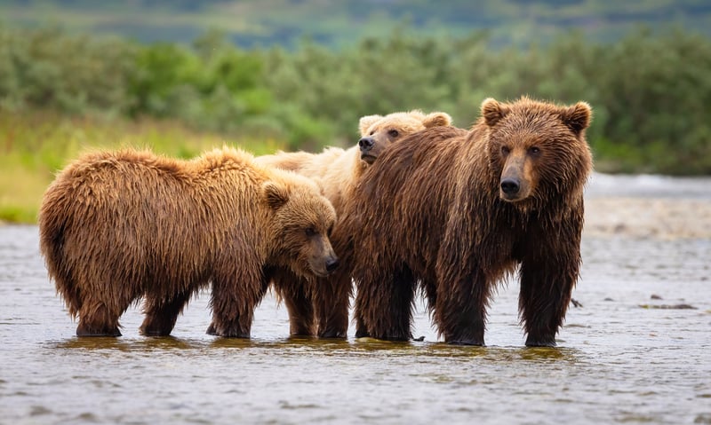 Look for brown bears on the shoreline near Juneau, Alaska.