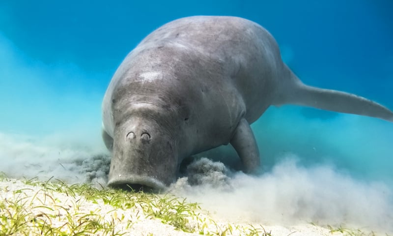 Look out for dugongs found around Havelock Island, Andaman Islands.