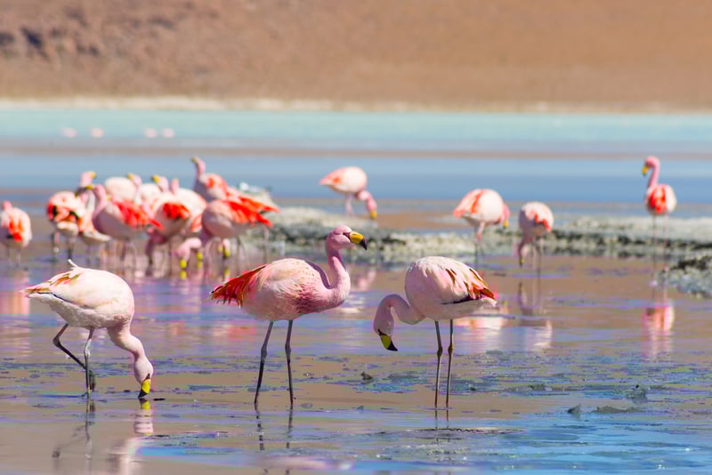 Laguna Colorada is home to flocks of flamingos.