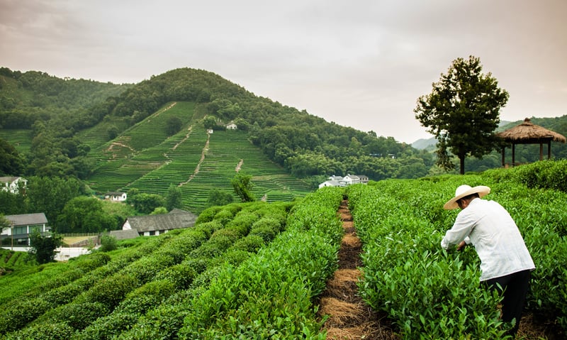 Discover Hangzhou's Meijiawu Tea Village.