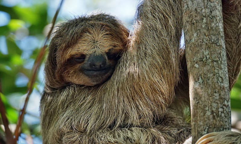 Sloths are native to Roatan Island, Honduras.