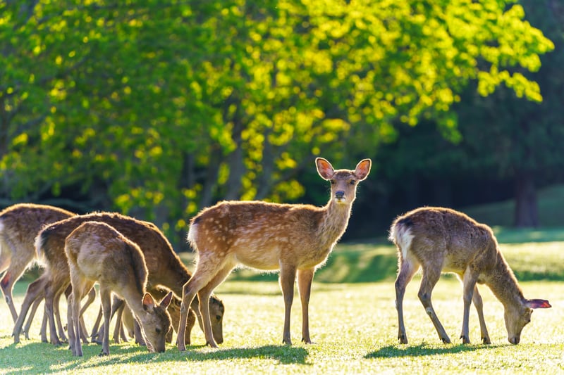 See free-roaming deer throughout Nara Park in Nara, Japan.