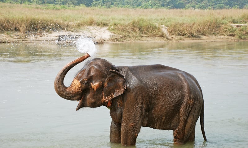Seek elephants at Nepal's Chitwan National Park.