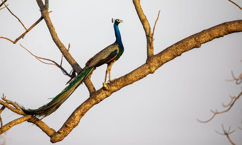 The peafowl, also known as the peacock, is found in  Chitwan National Park, Nepal.